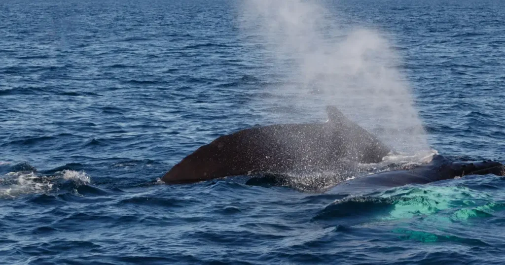 A humpback whale breaching the ocean surface at one of the best vacation spots in december for marine wildlife encounters.