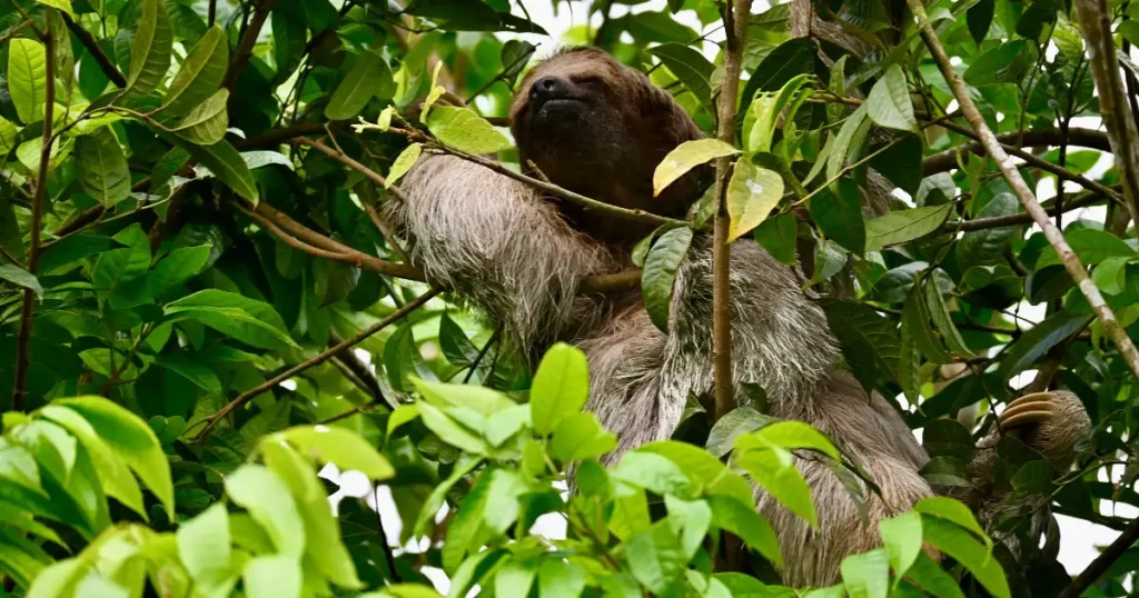Sloth sleeping on a tree in Costa Rica, representing great places to visit in december for wildlife
