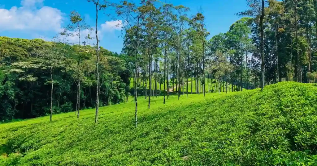 Lush green tea plantations in Sri Lanka, offering good travel places in december