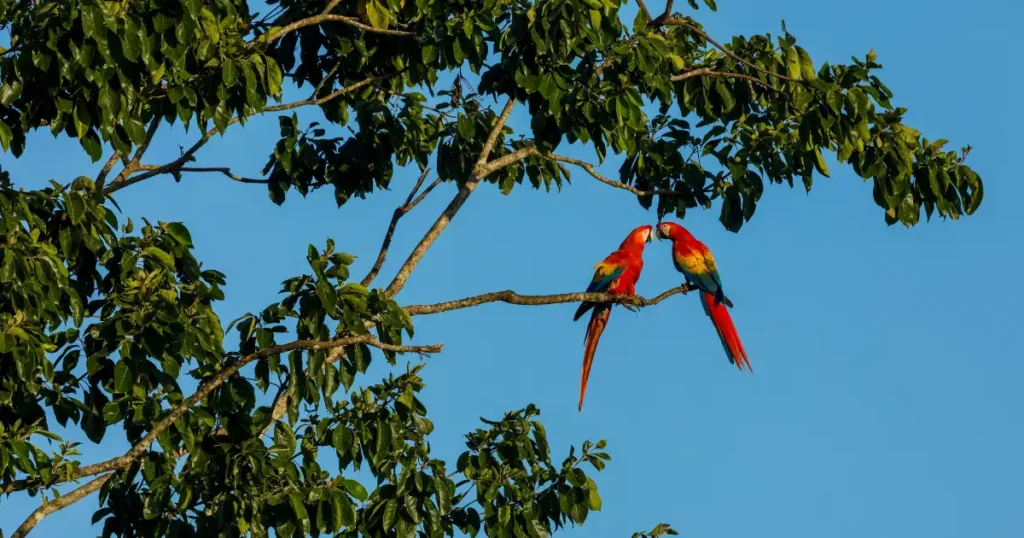 Two brightly colored scarlet macaws on a tree branch, highlighting good places to go in december for tropical bird watching.